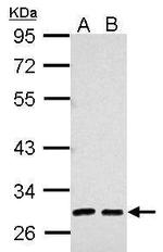 alpha-1 Microglobulin Antibody in Western Blot (WB)