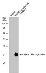 alpha-1 Microglobulin Antibody in Western Blot (WB)