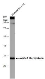 alpha-1 Microglobulin Antibody in Western Blot (WB)