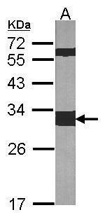 14-3-3 zeta Antibody in Western Blot (WB)