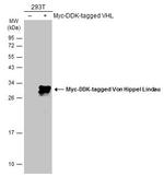 VHL Antibody in Western Blot (WB)