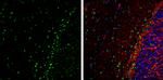 VCP Antibody in Immunohistochemistry (Frozen) (IHC (F))