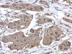 VCP Antibody in Immunohistochemistry (Paraffin) (IHC (P))