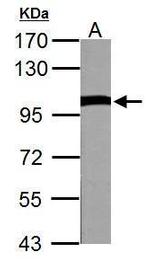 VCP Antibody in Western Blot (WB)