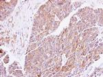 cGKI Antibody in Immunohistochemistry (Paraffin) (IHC (P))