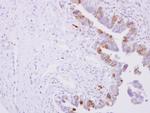 Cytochrome P450 Reductase Antibody in Immunohistochemistry (Paraffin) (IHC (P))