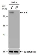 Cytochrome P450 Reductase Antibody