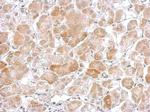 Cytochrome P450 Reductase Antibody in Immunohistochemistry (Paraffin) (IHC (P))