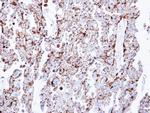 Prohibitin Antibody in Immunohistochemistry (Paraffin) (IHC (P))