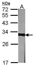 Prohibitin Antibody in Western Blot (WB)