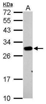 Prohibitin Antibody in Western Blot (WB)