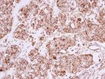 Prohibitin Antibody in Immunohistochemistry (Paraffin) (IHC (P))