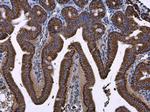 Prohibitin Antibody in Immunohistochemistry (Paraffin) (IHC (P))