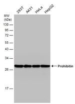 Prohibitin Antibody in Western Blot (WB)