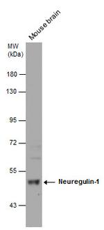 NRG1 Antibody in Western Blot (WB)