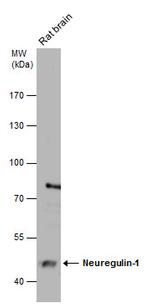 NRG1 Antibody in Western Blot (WB)