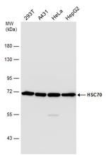 HSC70 Antibody in Western Blot (WB)