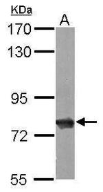 HSC70 Antibody in Western Blot (WB)