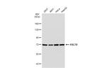 HSC70 Antibody in Western Blot (WB)