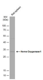 HMOX1 Antibody in Western Blot (WB)