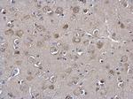 MIF Antibody in Immunohistochemistry (Paraffin) (IHC (P))