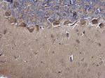 MIF Antibody in Immunohistochemistry (Paraffin) (IHC (P))