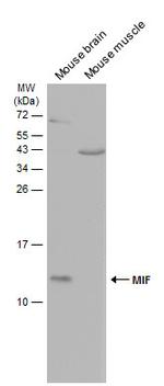 MIF Antibody in Western Blot (WB)