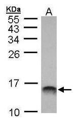 MIF Antibody in Western Blot (WB)