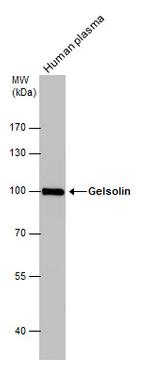 Gelsolin Antibody in Western Blot (WB)