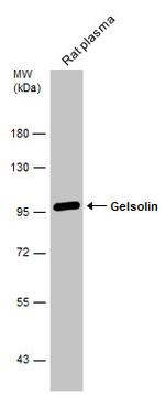 Gelsolin Antibody in Western Blot (WB)