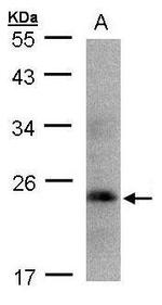 Growth Hormone Antibody in Western Blot (WB)