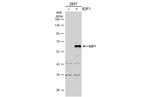 E2F1 Antibody in Western Blot (WB)