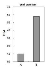 CBP Antibody in ChIP Assay (ChIP)