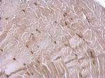 CBP Antibody in Immunohistochemistry (Paraffin) (IHC (P))