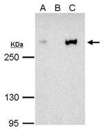 CBP Antibody in Immunoprecipitation (IP)