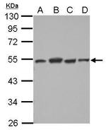 DTNBP1 Antibody in Western Blot (WB)