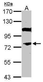 NOR-1 Antibody in Western Blot (WB)