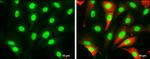 HMGB1 Antibody in Immunocytochemistry (ICC/IF)