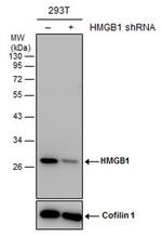 HMGB1 Antibody