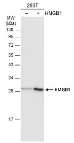 HMGB1 Antibody in Western Blot (WB)