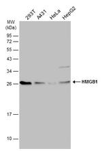 HMGB1 Antibody in Western Blot (WB)