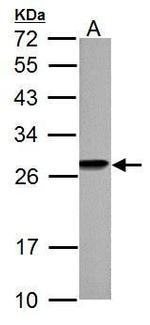 HMGB1 Antibody in Western Blot (WB)