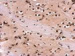 MEF2A Antibody in Immunohistochemistry (Paraffin) (IHC (P))