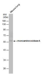 MAOA Antibody in Western Blot (WB)