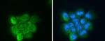 Apolipoprotein D Antibody in Immunocytochemistry (ICC/IF)