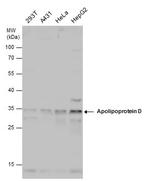 Apolipoprotein D Antibody in Western Blot (WB)