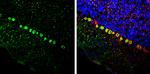 BCL6 Antibody in Immunohistochemistry (Frozen) (IHC (F))