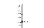 BCL6 Antibody in Western Blot (WB)