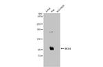 BCL6 Antibody in Western Blot (WB)