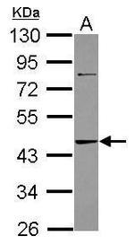 Adenosine Kinase Antibody in Western Blot (WB)